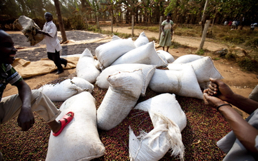 Koronawirus: Importerzy kawy zapełniają magazyny