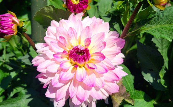 Dali jest wiele rodzajów, różnią się zarówno kolorem jak i rozmiarami kwiatostanu oraz samej rośliny