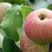 Eskimos: Rusza skup interwencyjny jabłek