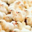 Francja zakaże zabijania piskląt-samców
