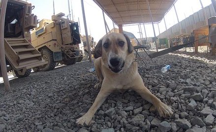 Aśka – afgański pies polskich komandosów