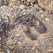 Nowy gatunek dinozaura odkryto badając skamieniałości wykopane w Mongolii w latach 70. / zdjęcie ilu