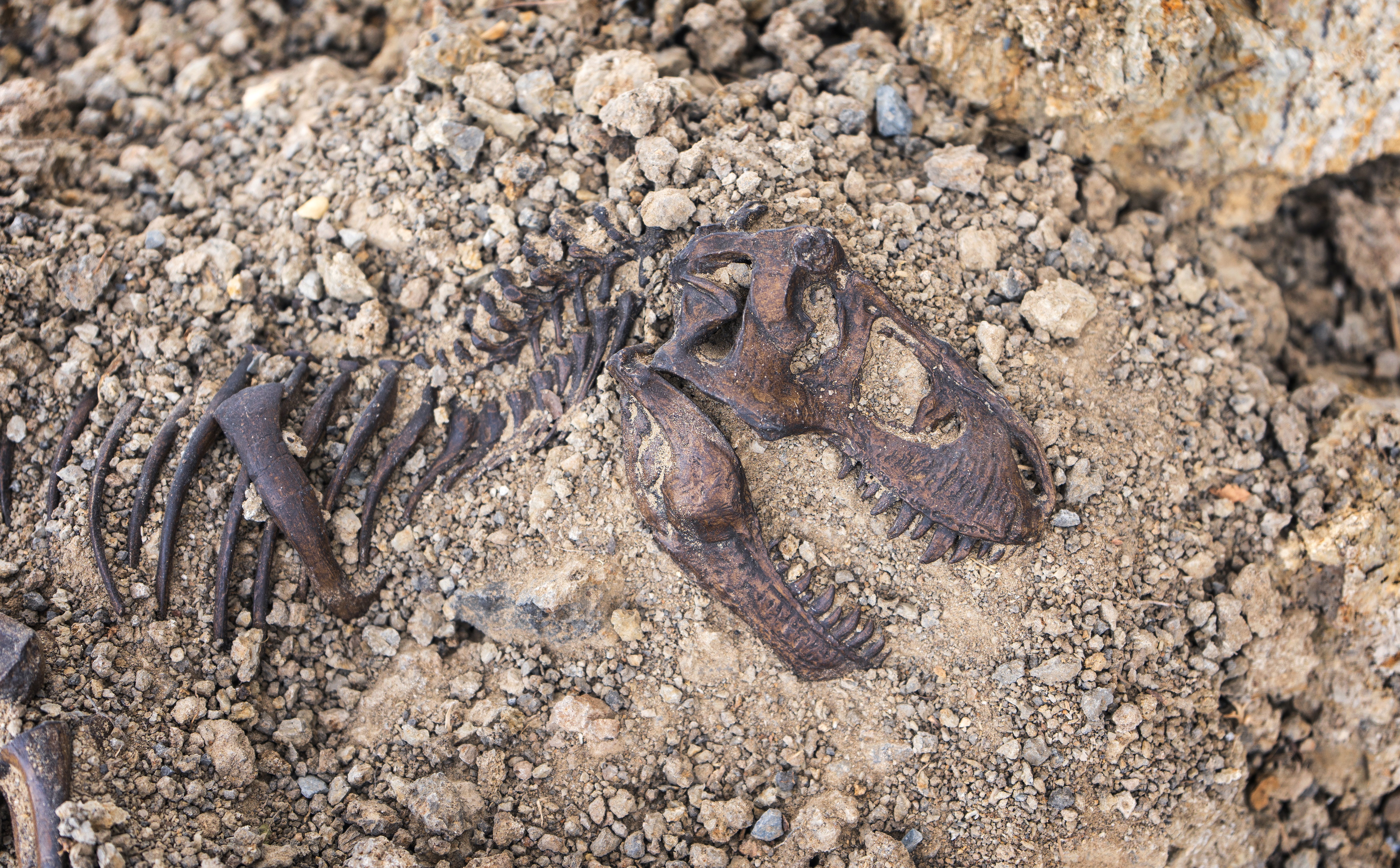 Odkryto nowy gatunek dinozaura. „Smoczy Książę” zaskoczył naukowców