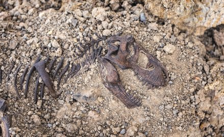Nowy gatunek dinozaura odkryto badając skamieniałości wykopane w Mongolii w latach 70. / zdjęcie ilu