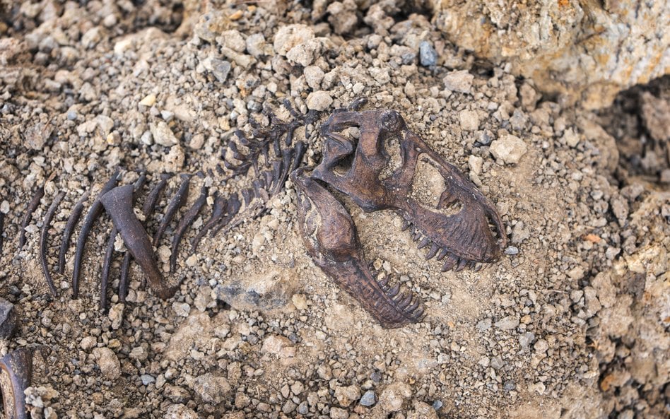 Nowy gatunek dinozaura odkryto badając skamieniałości wykopane w Mongolii w latach 70. / zdjęcie ilu