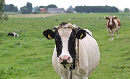 Rząd znalazł 50 mln euro na program „Krowa+”