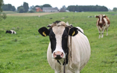 Rząd znalazł 50 mln euro na program „Krowa+”