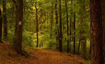Puszcza Białowieska zagrożona wycinką drzew