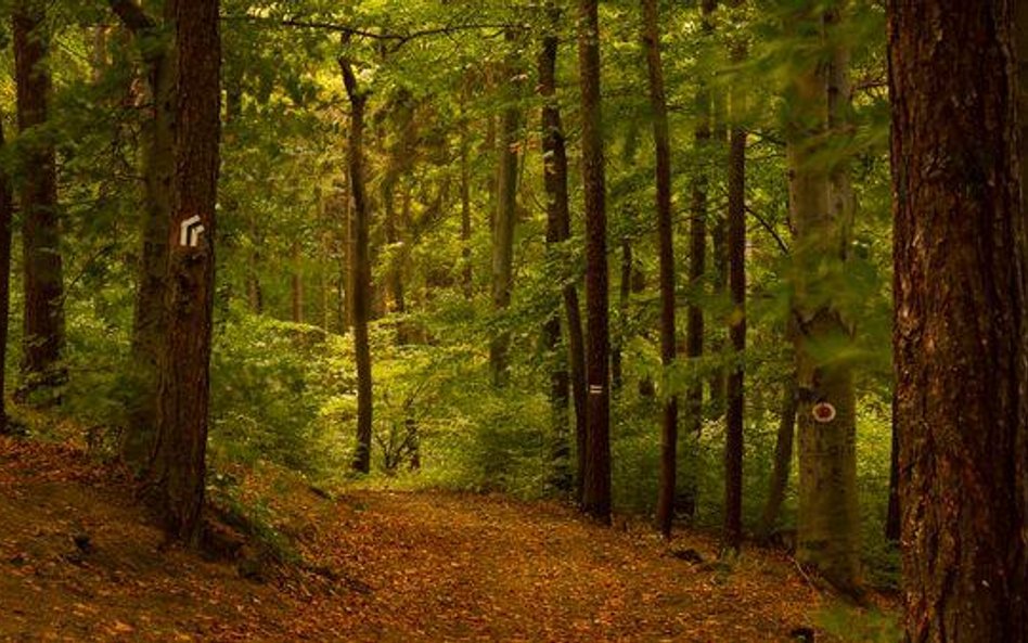 Puszcza Białowieska zagrożona wycinką drzew