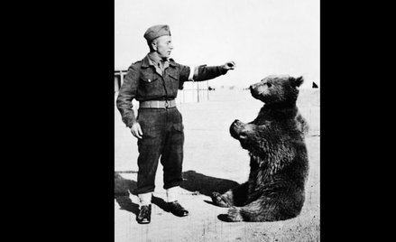 Niedźwiedź Wojtek z polskim żołnierzem.