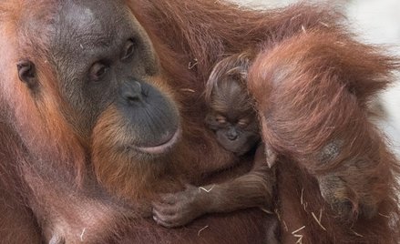 25 orangutanów dziennie umiera za ciasteczka Oreo