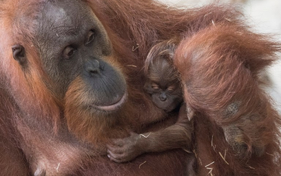 25 orangutanów dziennie umiera za ciasteczka Oreo