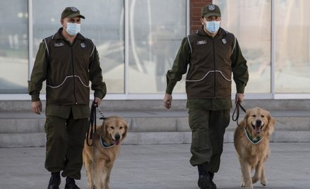 Policyjne psy szkolone do wyczuwania osób z COVID-19