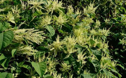 Rdestowiec ostrokończysty