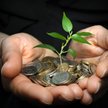 BNP Paribas: Certyfikaty na 13 000 drzew