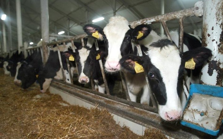 Mleczarnie przepłacają za surowiec