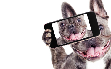 Litwini stworzyli aplikację kojarzącą psy ze schroniska z nowymi właścicielami