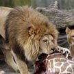 Kopenhaskie zoo: Śmierć czterech lwów. Miejsce dla jednego