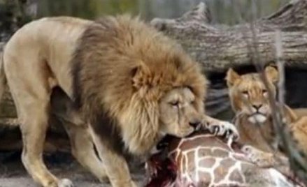 Kopenhaskie zoo: Śmierć czterech lwów. Miejsce dla jednego