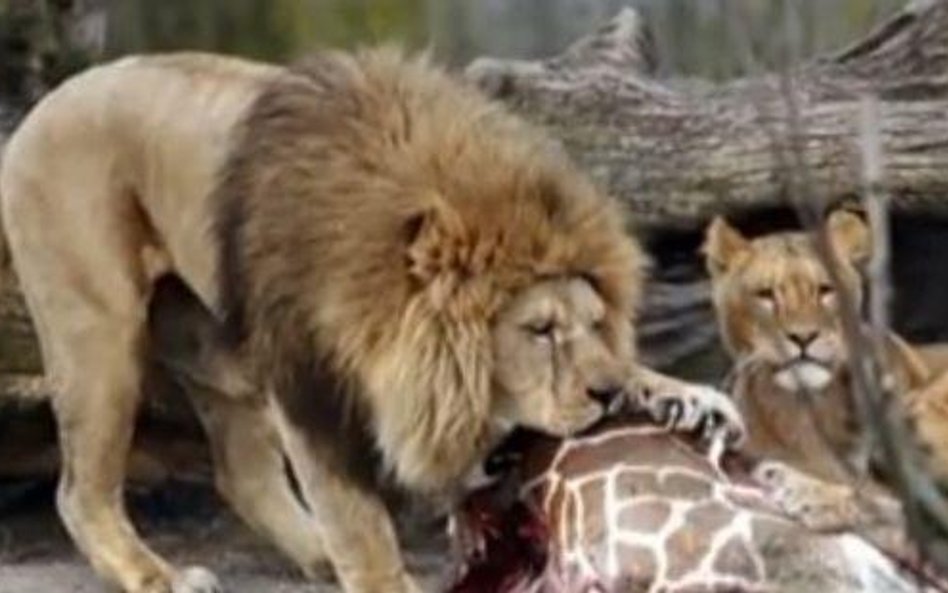 Kopenhaskie zoo: Śmierć czterech lwów. Miejsce dla jednego