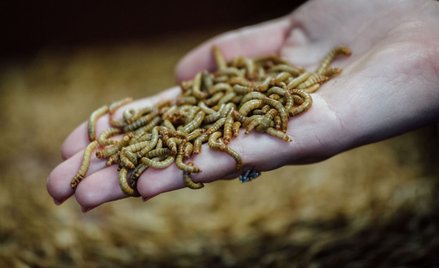 Już działa największa na świecie ferma mączników