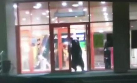 Niedźwiedź w drzwiach centrum handlowego "Podsołnuch" w Chabarowsku
