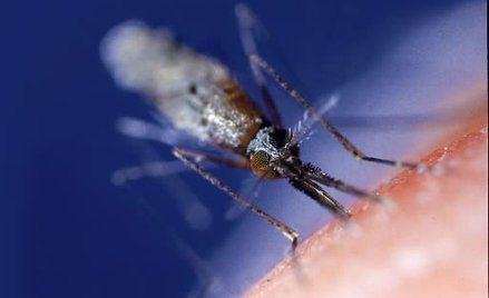 GSK: mamy szczepionkę przeciwko malarii