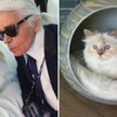 Fot: Choupette Lagerfeld/ Facebook