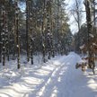 Trasa spaceru po Lesie Kabackim nie będzie trudna nawet dla dzieci