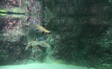 Oceanarium w Rotterdamie