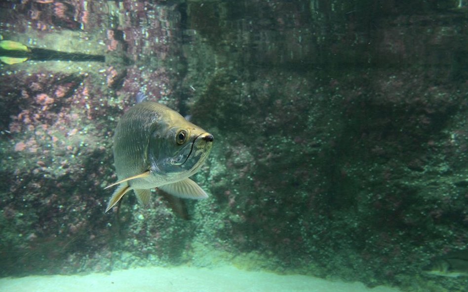 Oceanarium w Rotterdamie