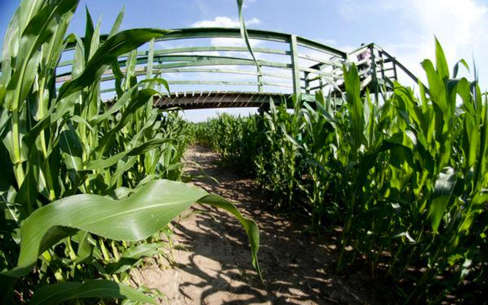 Zakaz dla GMO w rękach państw