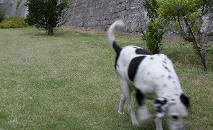 Zabijanie bezdomnych psów. W Utah chcą zabijać bezdomne psy
