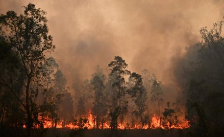 Czy pandemia zapoczątkowała proces wprowadzania lockdownów? Ich skuteczność w zmniejszaniu emisji ga