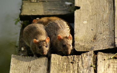 Nowa Zelandia chce wybić wszystkie szczury