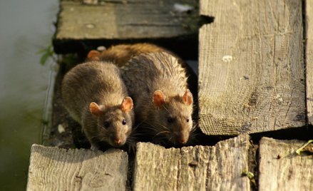 Właściciele nieruchomości, którzy nie wykonują deratyzacji na zarządzanych terenach, mogą zostać uka