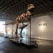 Szkielet tyranozaura został sprzedany za 50,1 mln dolarów