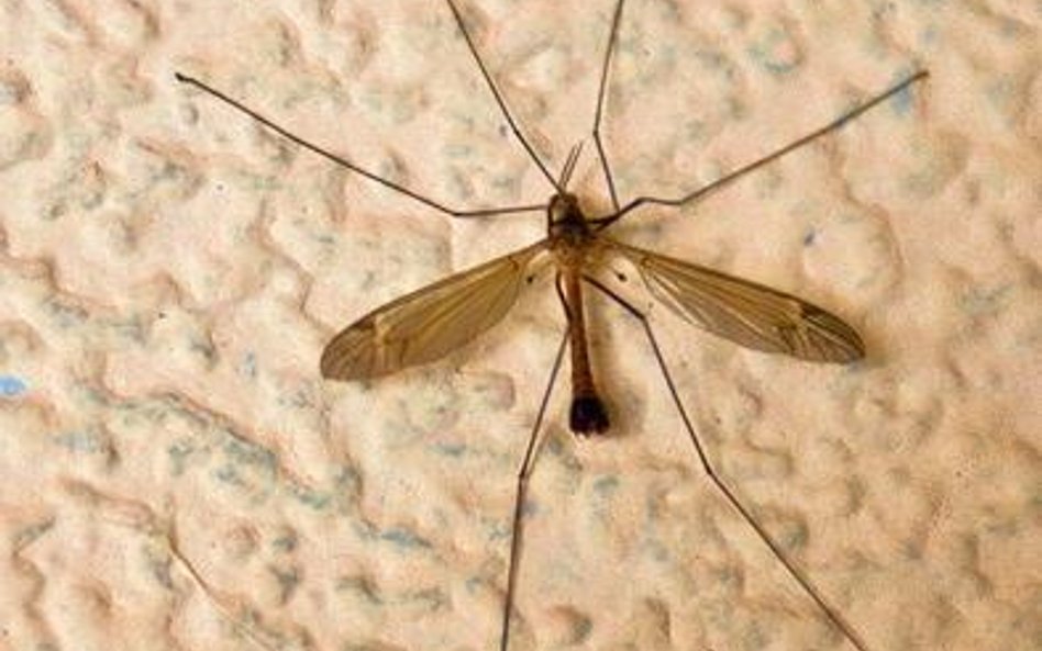 Bardzo uciążliwe samiczki komara