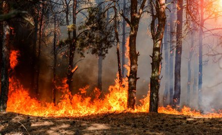 Tragiczna susza w lasach. Najwyższy stopień zagrożenia pożarami