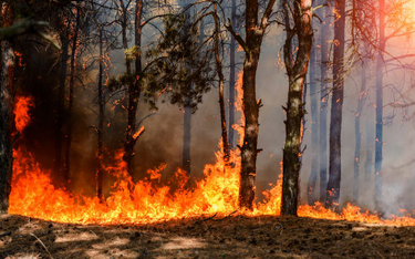 Tragiczna susza w lasach. Najwyższy stopień zagrożenia pożarami