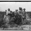 Hameryka, rok 1909. Polacy na polach pod Baltimore
