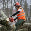 Zezwolenie na wycinkę drzew zagrażających linii energetycznej - wyrok WSA