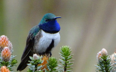 W Ekwadorze odkryto nowy gatunek ptaka. Wkrótce wyginie?