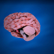 Dębiec - Pokusa publicznej diagnozy choroby psychicznej
