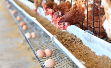 Spadek podaży jaj dotyka nie tylko Polski, ale też innych krajów UE i ważnych producentów światowych