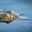 Chicago: Aligator odkryty w stawie w miejskim parku