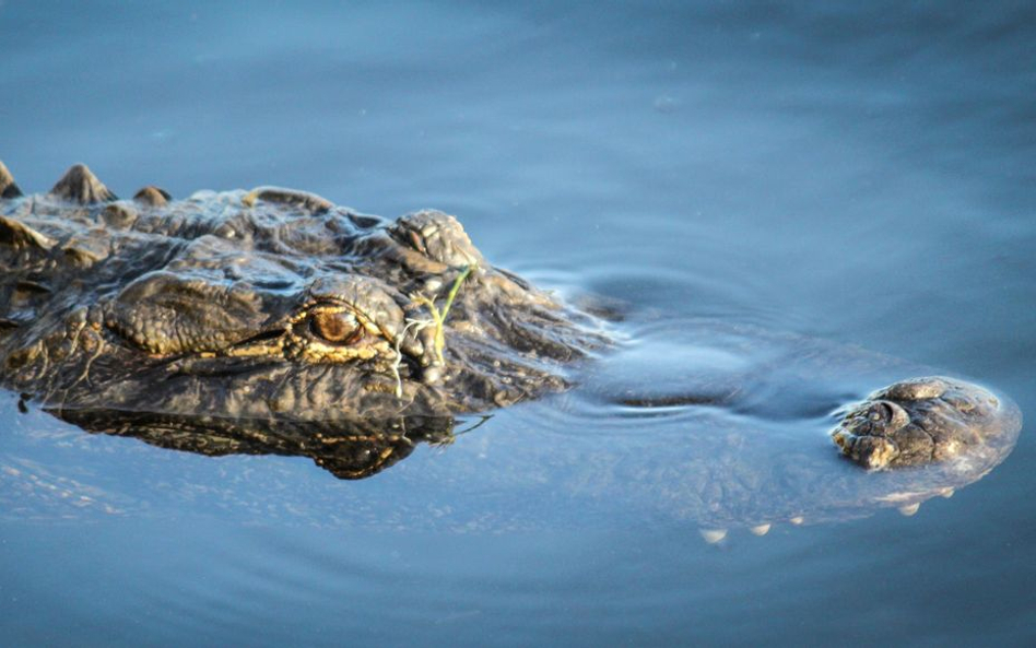 Chicago: Aligator odkryty w stawie w miejskim parku