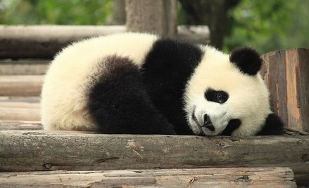 Pandy nie są już zagrożonym gatunkiem