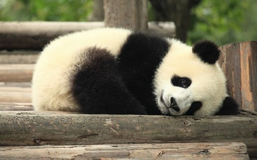 Pandy nie są już zagrożonym gatunkiem