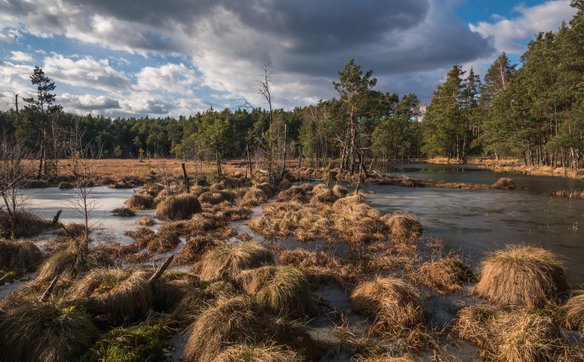 Bagno "Czarci Dół", Mazowiecki Park Krajobrazowy